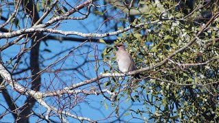 Waxwings  in 4K [upl. by Claudina]