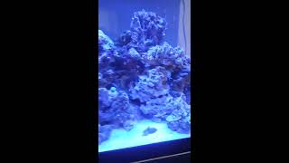 75 Gallons Saltwater Fish Tank and 10 Gallons Quarantine Tank [upl. by Kciredor]