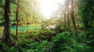 Relaxing Rainforest Sounds Birds Chirping No Music 10 Hours [upl. by Jochebed283]