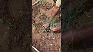 Sandalwood farming  Casuarina as permanent hostசந்தன விவசாயம்  சவுக்கு மரம் MahizhNaturalFarms [upl. by Arikaahs]