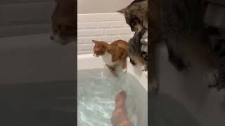 Cats fell in water 😂😂😂🥺🥺🥺catfunny funny pets [upl. by Rabi]