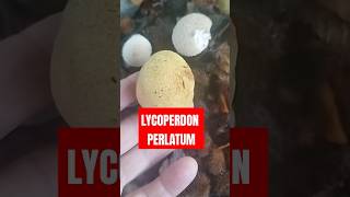 LYCOPERDON PERLATUM vs SCLERODERMA shorts [upl. by Zaslow236]