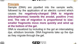 Agarose gel Electrophoresis by DrSRadha Assistant Professor of Microbiology [upl. by Schlicher588]