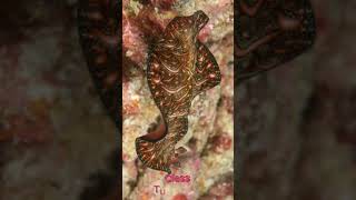 Phylum Platyhelminthes  shorts classification zoology education trending knowledge phylum [upl. by Ajani]