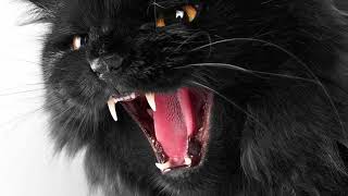 I Hour Cat Meowing Angry Very Angry Cat Sound [upl. by Gael]