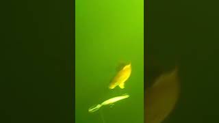 Oromocto Lake Smallmouth Bass Underwater Strike Footage Shorts Part 2 fishing fish fishingvideo [upl. by Naves]