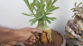 adenium का CAUDEX soft क्यो हो जाता है क्या करे what should you do when adenium cudex get soft [upl. by Rosamund]