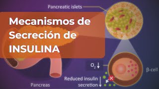 Proceso de Secreción de Insulina Explicado Paso a Paso [upl. by Simon]