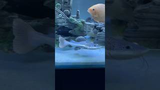 Redtail catfish 🐠 redtailcatfish catfish monsterfish fish fishtank aquarium ytshorts [upl. by Annayoj]