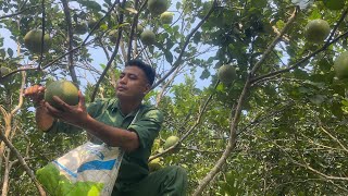 Harvesting pomelos in a vast pomelo garden  Idyllic life [upl. by Merat]