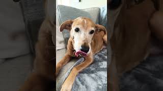 Only dogs can hear this sound dog cute funny shortvideo subscribe viral [upl. by Cassidy]