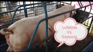 Lutalyse vs Oxytocin [upl. by Jarietta]