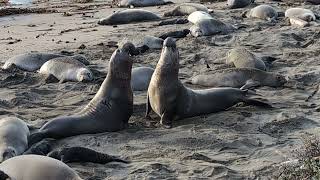 Elephant Seal Fight [upl. by Sheley958]