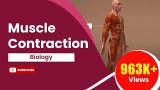 Muscle Contraction [upl. by Alane]