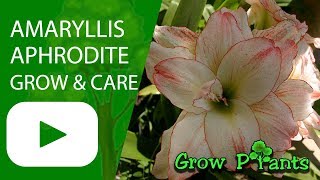 Amaryllis flower plant care amp grow Amaryllis aphrodite [upl. by Field]