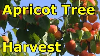 Amazing Apricot Fruit Tree Harvest [upl. by Ferdy]