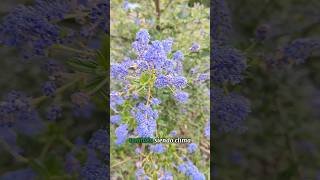 Ceanothus thyrsiflorus originario de california de bajo consumo hidrico y exposición solar directa [upl. by Larcher405]