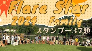 2024年Flare Star スタンプーちゃんファミリーオフ会37頭大集合 [upl. by Concordia]