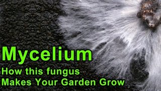 Mycelium and Your Back To Eden Garden [upl. by Retrak]