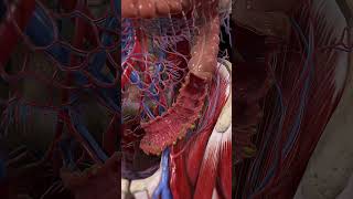 Diverticulitis 3d animation anatomy 3d [upl. by Yerbua]