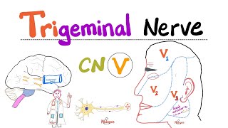 Trigeminal Nerve Anatomy  Cranial Nerve 5 Course and Distribution [upl. by Enalb]