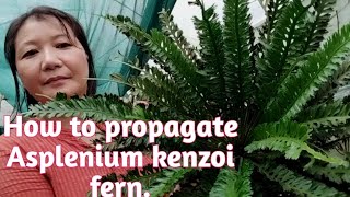 How to propagate Asplenium kenzoi fernJapanese kenzoi fern  gardening vlogManjuz farm stay [upl. by Vano]