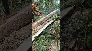 Splitting Gamalina wood for home usewood chainsaw woodworkingshorts [upl. by Aderfla]