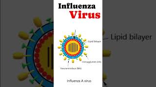 Structure of Influenza Virus virus [upl. by Nodnek]