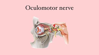 Anatomy of the eye Oculomotor nerve [upl. by Nivej81]