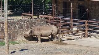 Eastern black rhinoceros [upl. by Lotson]