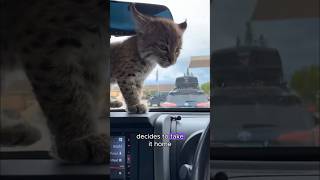 Woman rescues bobcat and it steals everyones hearts animals love shorts [upl. by Ysset114]