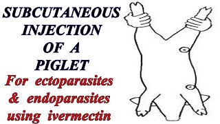 HOW TO INJECT and deworm your pig Subcutaneous injection of pigs Pig farming [upl. by Lauber376]
