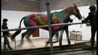 Hartpury College 2009  ESMA  Treadmill Gallop [upl. by Elbertina282]