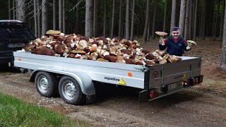 HOUBY 2024  Neskutečné množství obrovských HŘIBŮ na jednom místě Všude rostou OBROVSKÉ Hřiby [upl. by Hewitt]