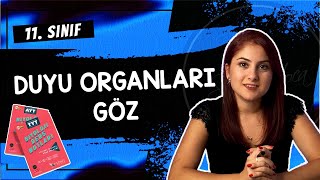 9 GÖZ  DUYU ORGANLARI 1  11 SINIF  AYT BİYOLOJİ DERS NOTLARI  2024 [upl. by Concha308]