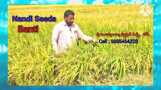 Nandi Seeds  Paddy  Banti  agriculture viralvedios [upl. by Tema]