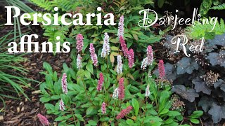 Persicaria affinis Darjeeling Red ground cover flowering red pink white plant [upl. by Solenne]