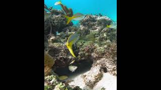 Yellowtail Snapper underwater coralreef yellowtailsnapper [upl. by Ghiselin]