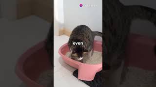 litter robot review for cats trending litterrobot shorts [upl. by Petulah]