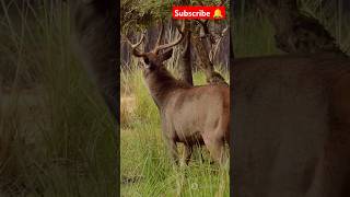 Kashmir stag trending viralvideo stage dear deer animals animallover shortsfeed shorts 5k [upl. by Edlun]