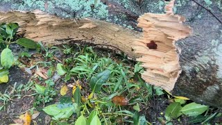 Hobe Sound storm blew in like a freight train [upl. by Templeton]