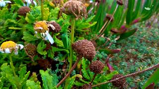 Mandons Chrysanthemum Argyranthemum pinnatifidum ssp succulentum  Estreleira Pampilhos [upl. by Loggins]