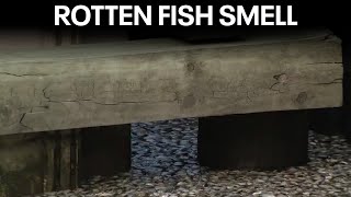 Thousands of dead fish lead to rotten smell in this New Jersey shore town [upl. by Sillyhp]