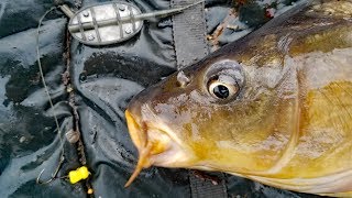 How to catch carp in summer Carp fishing bait carp rigs tips and techniques [upl. by Launam439]