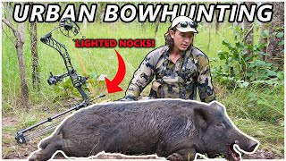 Bowhunting URBAN BOARS just 5 minutes from TOWN [upl. by Eniawed721]