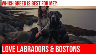 Labrador Retriever vs Boston Terrier Which Dog is Best for You [upl. by Gunilla]