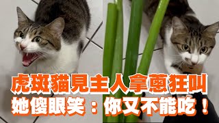 虎斑貓見主人拿蔥狂叫 她傻眼笑：你又不能吃！ [upl. by Yewed]