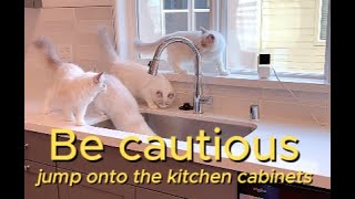 Be cautious as the cute fourmonthold Ragdoll kittens can quickly jump onto the kitchen cabinets [upl. by Bunce488]