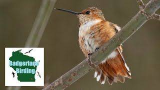 The Story of Wisconsins First State Record Allens Hummingbird [upl. by Enylodnewg]