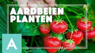 Aardbeien planten  Grow Cook Eat 15 [upl. by Oiram]